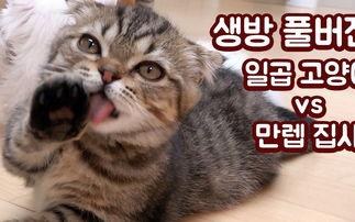 亚洲森林猫视频,神秘野性的自然画卷